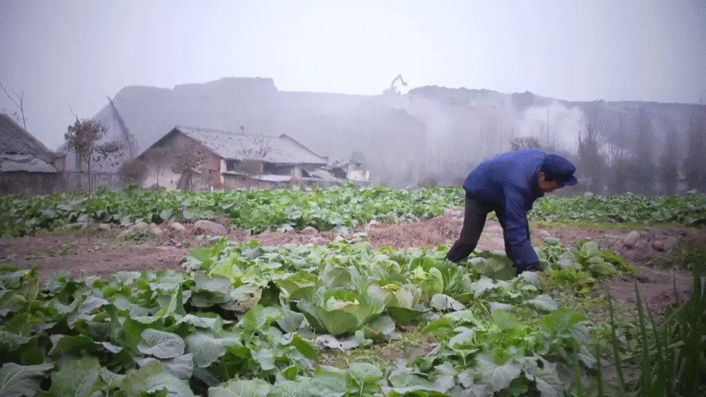China zählt zu den größten Bio-Importeuren in Europa. Das zeigt, dass Bio nicht immer etwas mit Nachhaltigkeit zu tun hat, wenn Produkte rund um den Globus verschifft oder geflogen werden müssen, ...